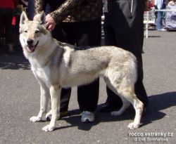 Filename=d_andrys.jpg
Filesize=162KiB
Dimensions=600x494
Date added=May 23, 2007 d_andrys.jpg