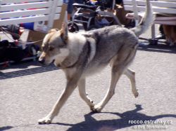 Filename=d_dat_behm.jpg
Filesize=151KiB
Dimensions=600x450
Date added=May 23, 2007 d_dat_behm.jpg