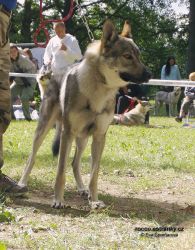 Filename=quin_z_lk.jpg
Filesize=338KiB
Dimensions=600x767
Date added=Aug 07, 2007 quin_z_lk.jpg