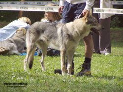Filename=voice_of_wolf_z_molu_es.jpg
Filesize=189KiB
Dimensions=800x600
Date added=Aug 07, 2007 voice_of_wolf_z_molu_es.jpg