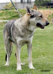 Filename=ares_sotis01_M.jpg
Filesize=293KiB
Dimensions=800x1123
Date added=May 10, 2007 ares_sotis01_M.jpg