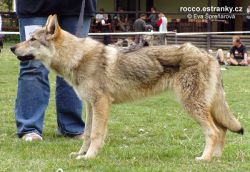 Filename=ushas_crying_wolf.jpg
Filesize=111KiB
Dimensions=600x413
Date added=May 10, 2007 ushas_crying_wolf.jpg