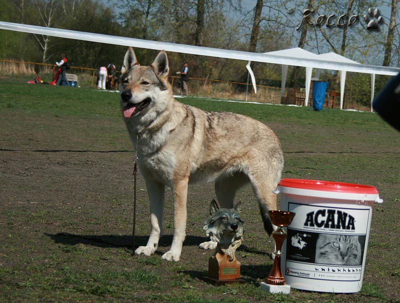 Aset Voodoo  Wolf z Peronówki