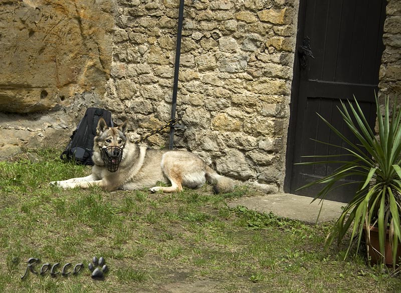 Rocco hlídá 
