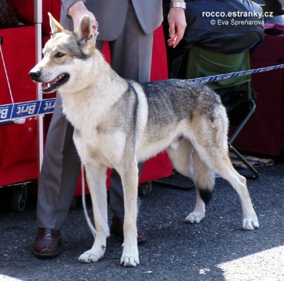 articles: arimminium_timber_wolf.jpg
