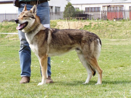 articles: drak_lupus_bohemia_genao.JPG