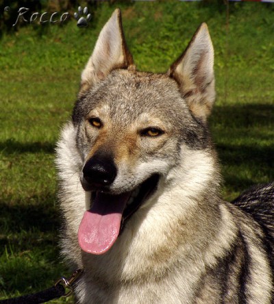 articles: grey_spod_d_hlava01.jpg
