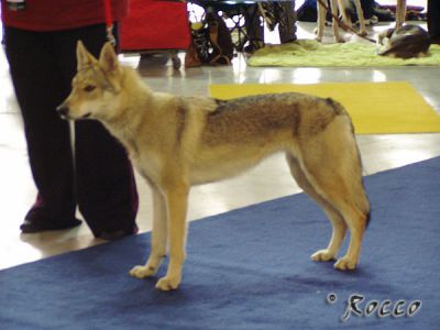 Ossa Eden severu